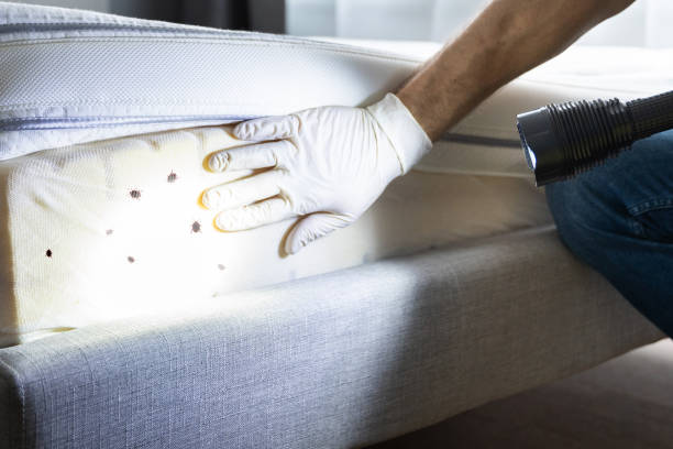 Best Affordable Pest Control Services  in Rson, CA