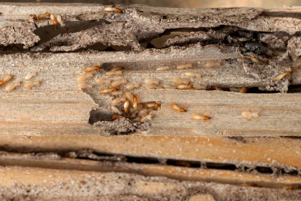 Best Emergency Pest Control  in Rson, CA