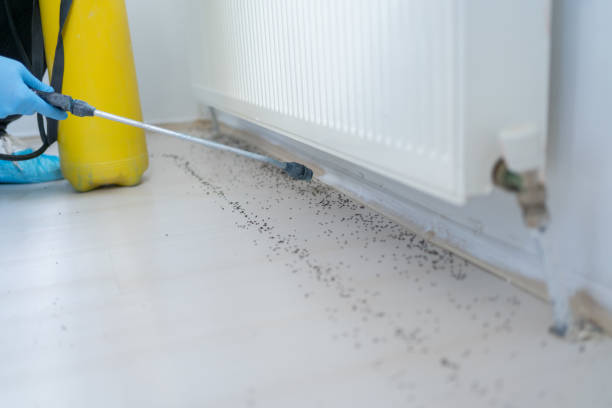 Best Insect Control  in Rson, CA